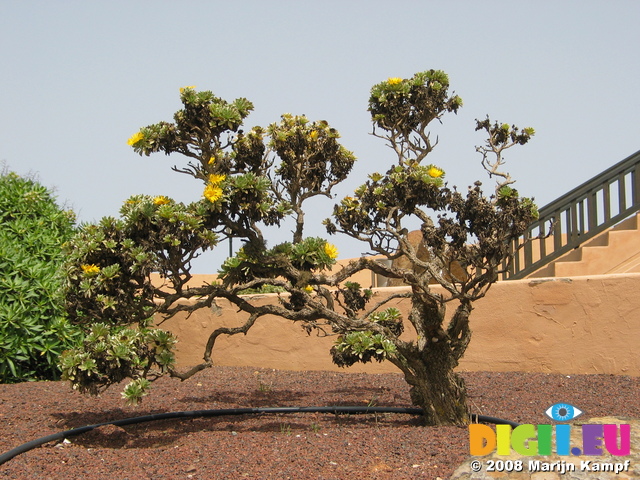 27871 Tree at Mirador Morro Velosa